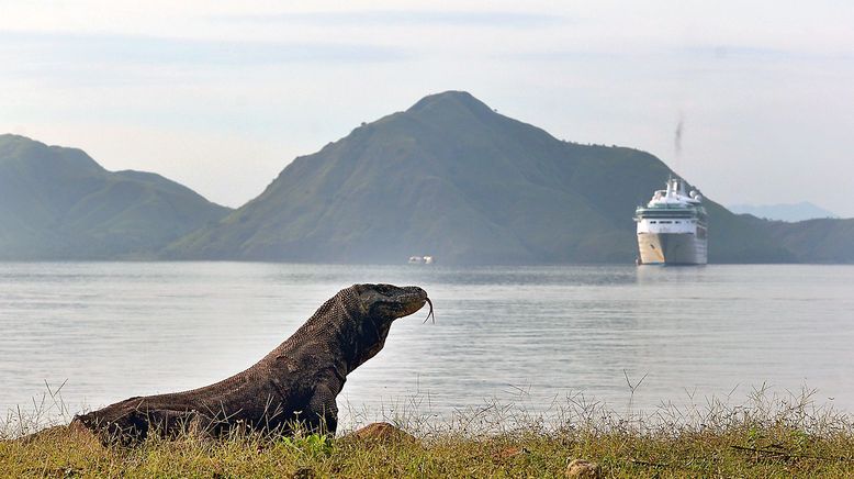 David und die Komodowarane