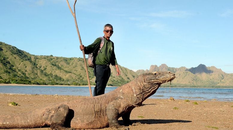 David und die Komodowarane