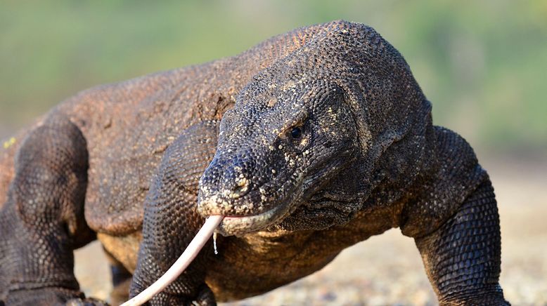 David und die Komodowarane