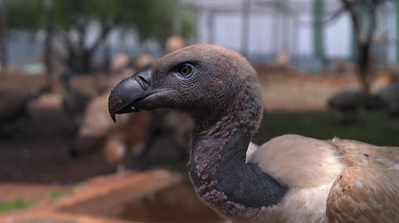 Die Superkräfte der Tiere