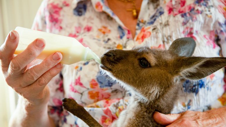 Die Superkräfte der Tiere