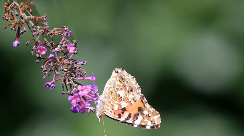 Schnittgut. Alles aus dem Garten