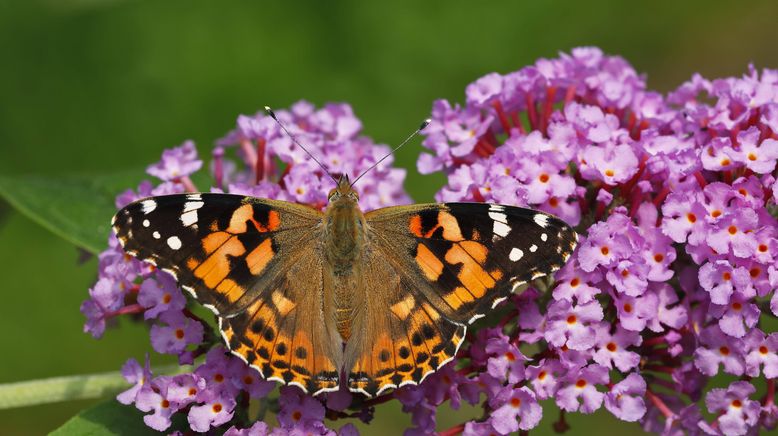 Schnittgut. Alles aus dem Garten