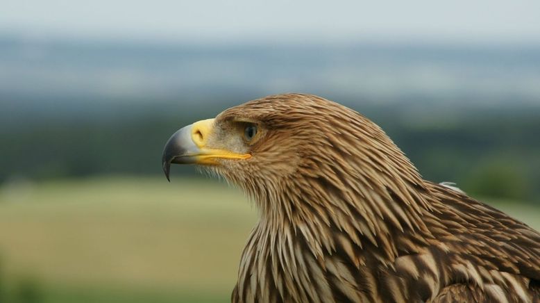 Jäger der Lüfte - Habicht, Bussard, Adler