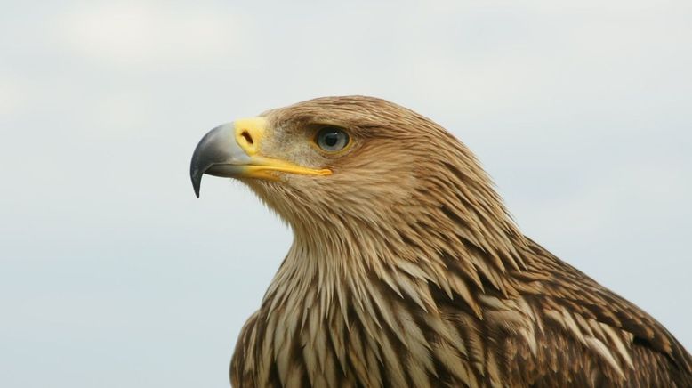 Jäger der Lüfte - Habicht, Bussard, Adler