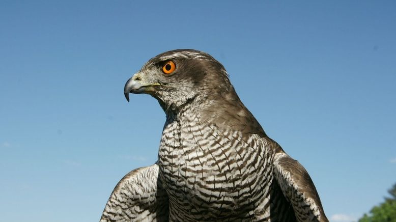 Jäger der Lüfte - Habicht, Bussard, Adler