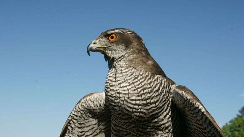 Jäger der Lüfte - Habicht, Bussard, Adler