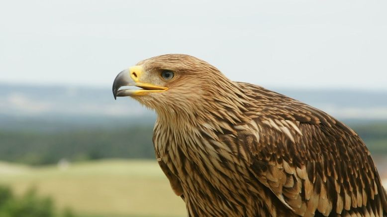 Jäger der Lüfte - Habicht, Bussard, Adler