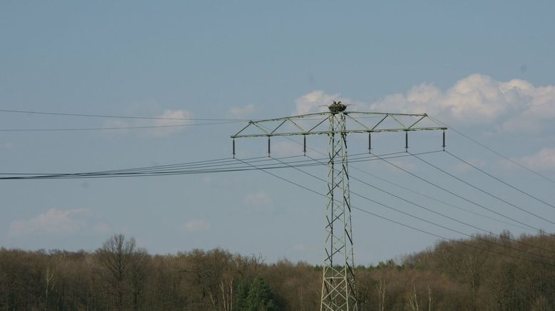 Jäger der Lüfte - Habicht, Bussard, Adler