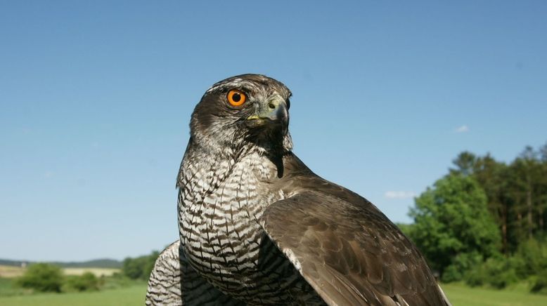 Jäger der Lüfte - Habicht, Bussard, Adler