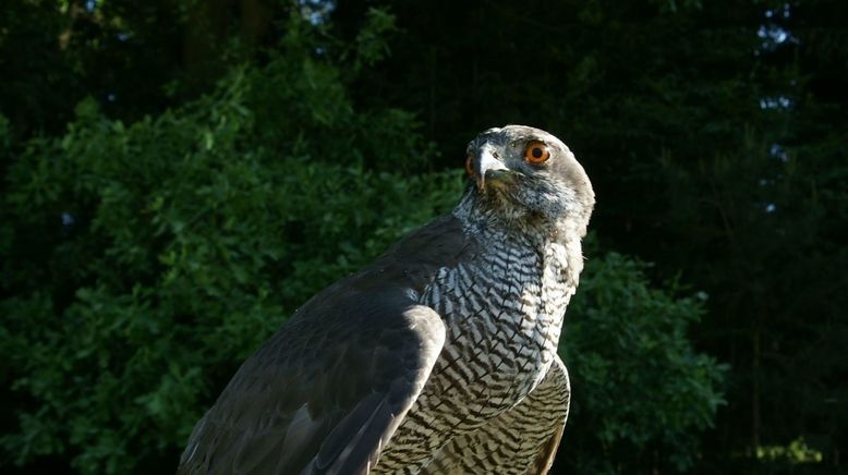 Jäger der Lüfte - Habicht, Bussard, Adler