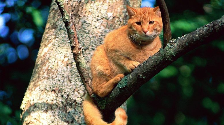 Die Katzenretter - Einsatz in der Baumkrone