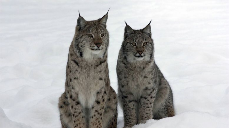 Deadly 60 - Die gefährlichsten Tiere der Welt