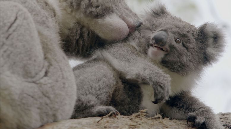 Das geheime Leben der Koalas