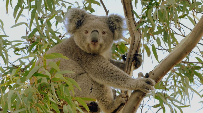 Das geheime Leben der Koalas