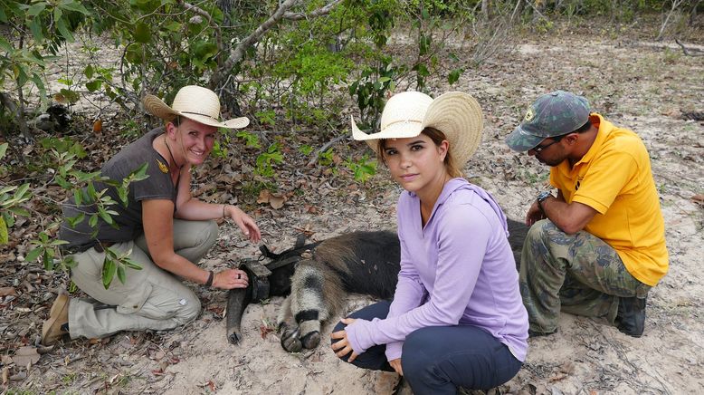 Anna und die wilden Tiere