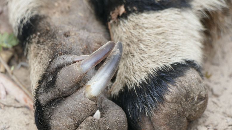 Anna und die wilden Tiere