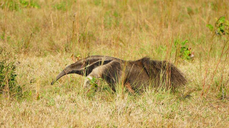 Anna und die wilden Tiere