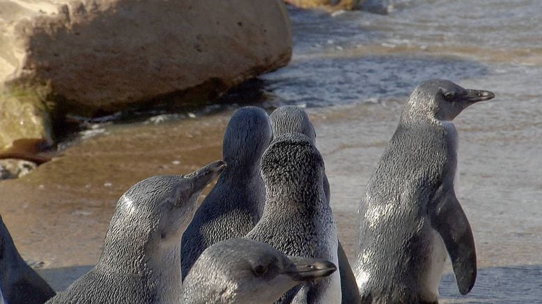 Am Kap der wilden Tiere