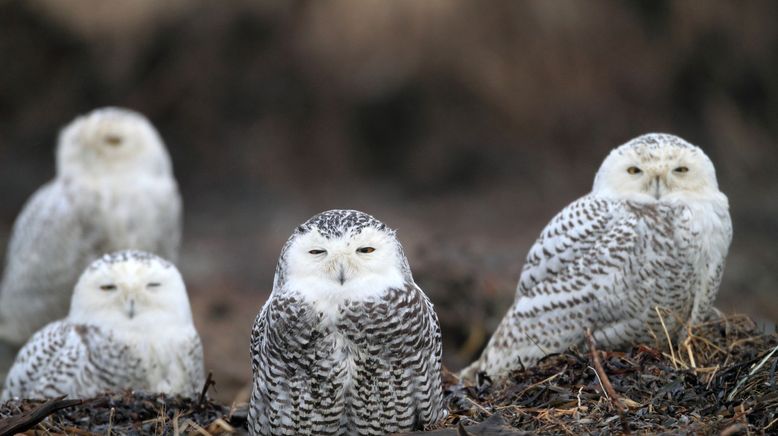 Animal Super Parents - Tierische Familienbande