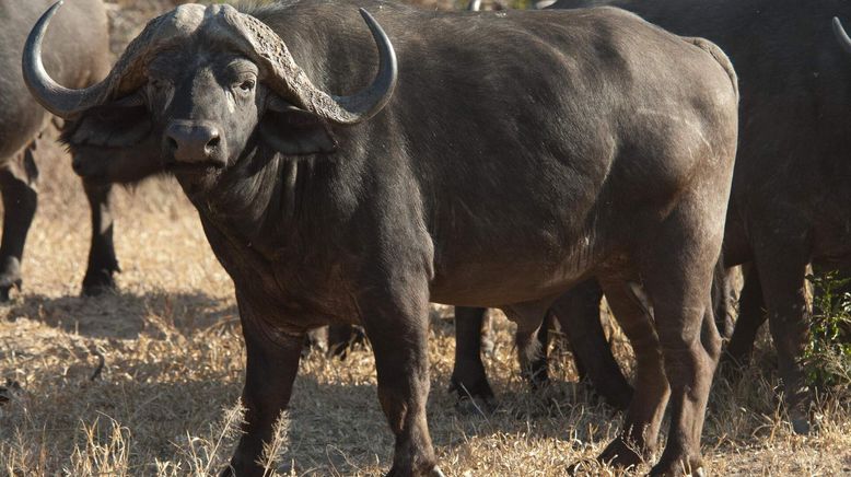 Afrikas tödlichste Jäger