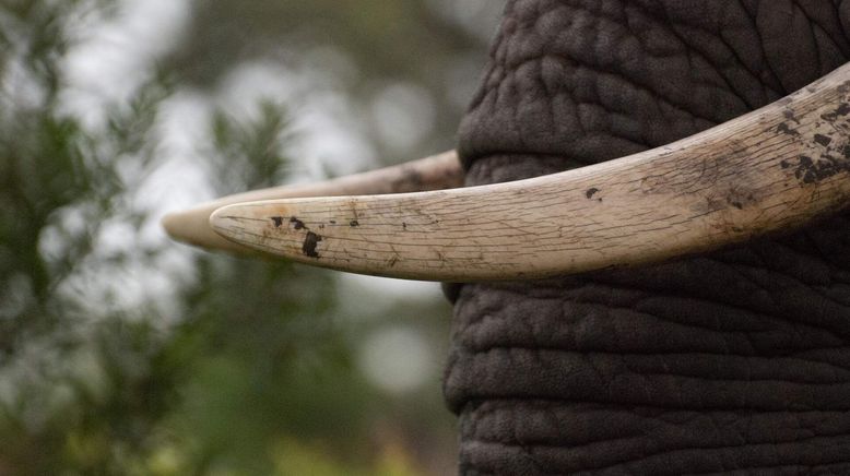 Afrikas tödlichste Jäger