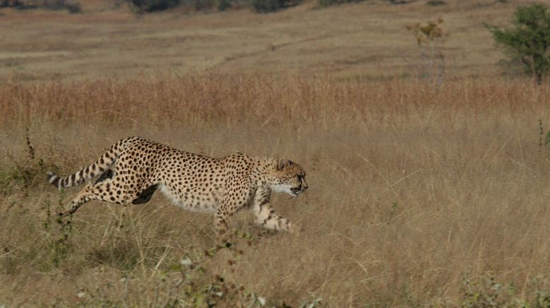 Afrikas tödlichste Jäger