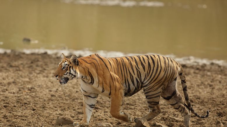 Die Tigerkönigin von Taru