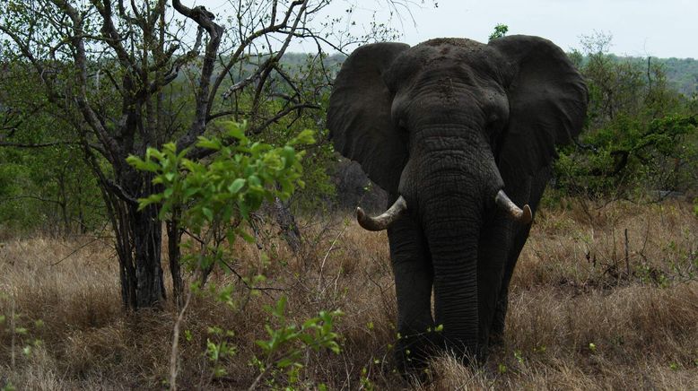 Afrikas tödlichste Jäger