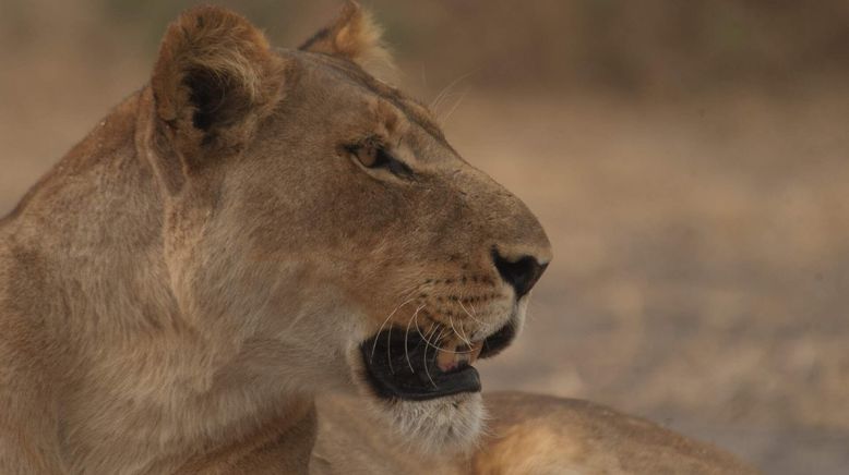 Afrikas tödlichste Jäger