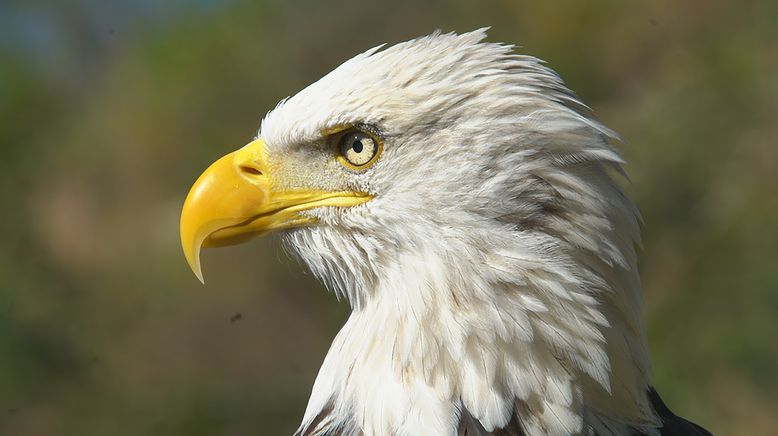 Die Superkräfte der Tiere