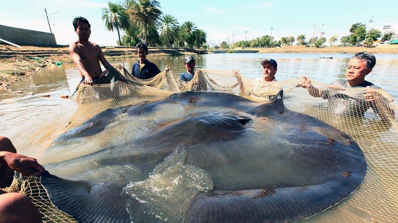 Auf der Suche nach dem Monsterfisch