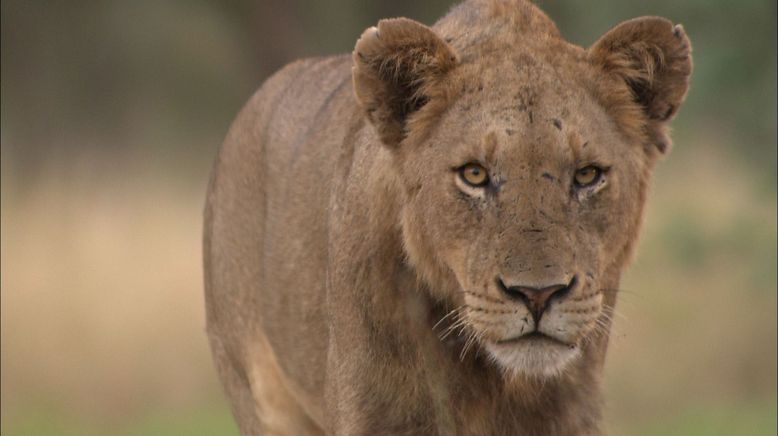 Afrikas tödlichste Jäger