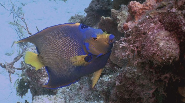 Fish Tank Kings - Gigantische Wasserwelten