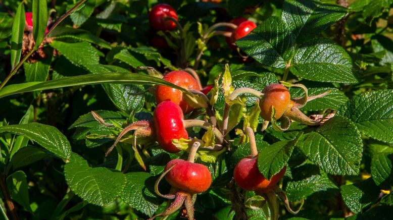 Schnittgut. Alles aus dem Garten