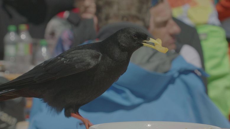 Die klugen Schwarzen - Rabenvögel