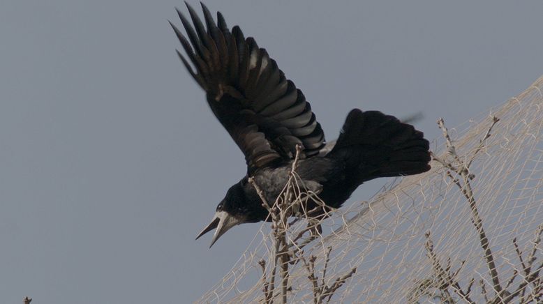 Die klugen Schwarzen - Rabenvögel