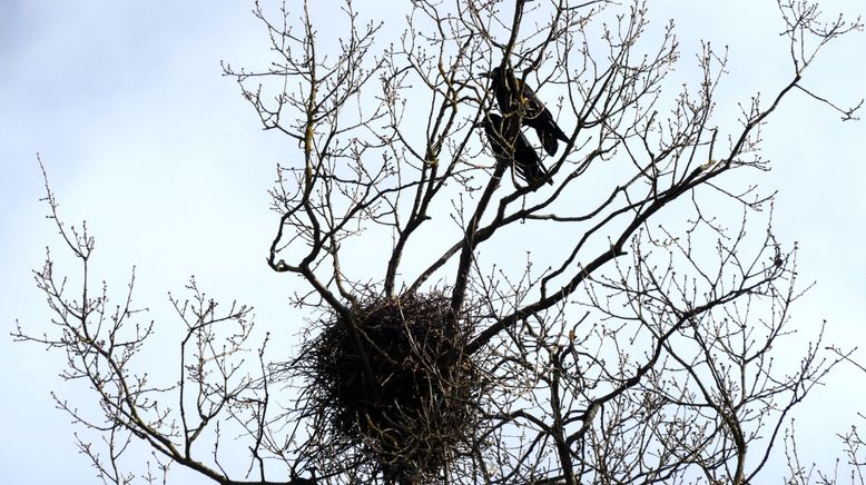 Die klugen Schwarzen - Rabenvögel