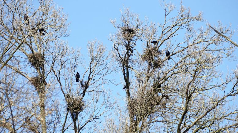 Die klugen Schwarzen - Rabenvögel