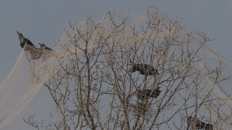 Die klugen Schwarzen - Rabenvögel