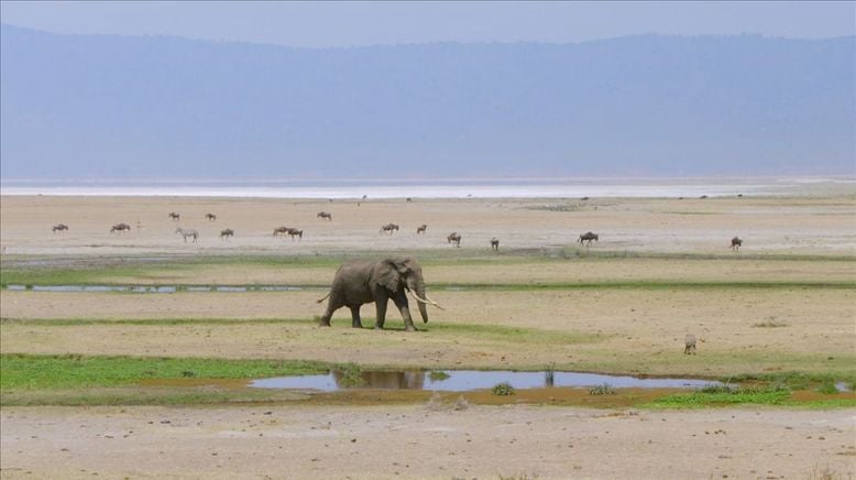 Afrika: Wilder Horizont