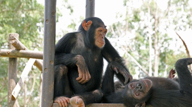 Schimpansen im Kongo mit Jane Goodall