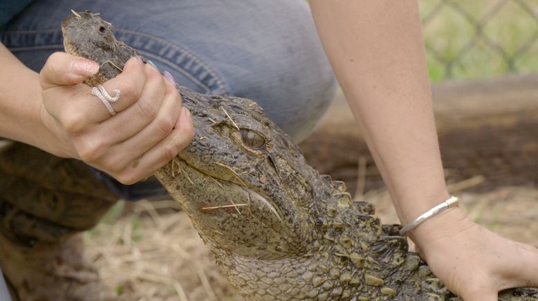 Critter Fixer: Zwei Tierärzte für alle Felle