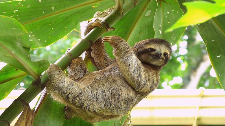 Südamerikas tierische Freaks