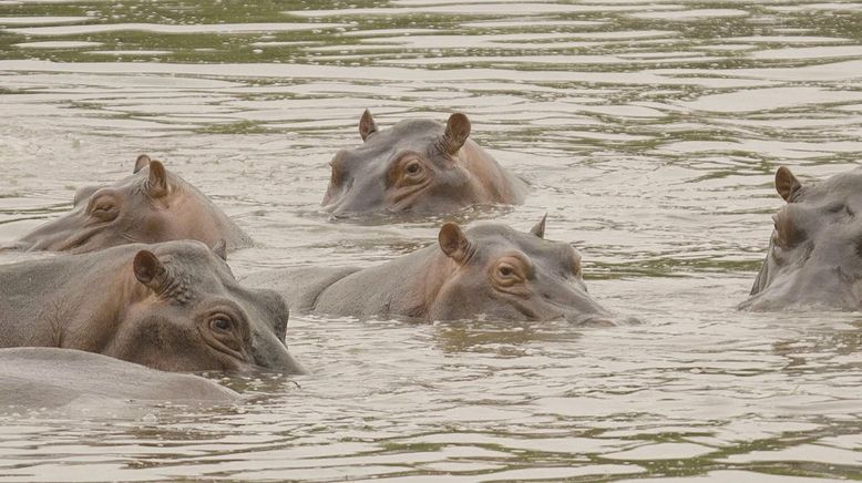 Escobars Erbe: Kolumbiens Kokain-Hippos