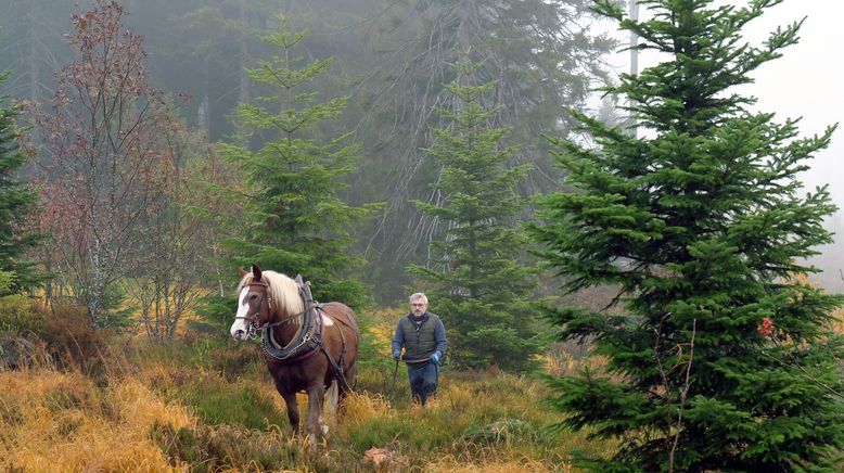 Der Schwarzwald rund ums Jahr