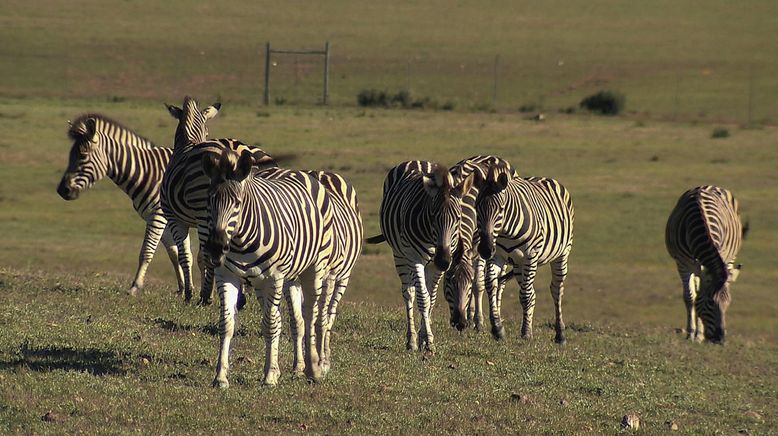 Am Kap der wilden Tiere