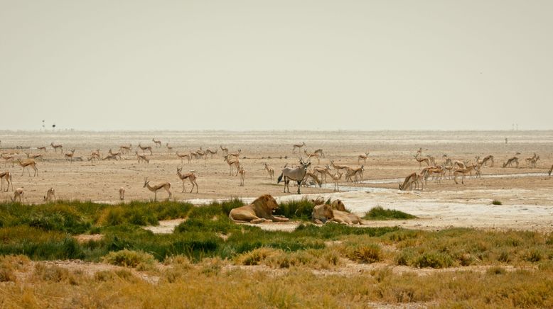 Kalahari - Gesetz der Wildnis