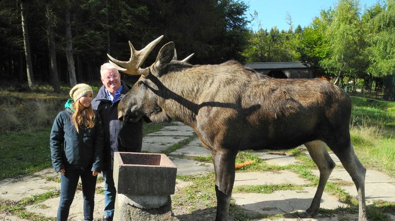 Anna und die wilden Tiere