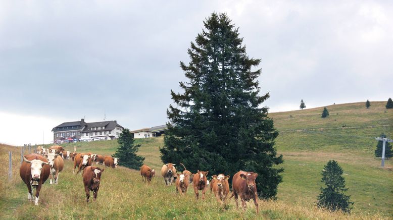 Land - Liebe - Luft